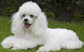 Quando os cães falarem